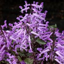 Image result for Plectranthus elegans