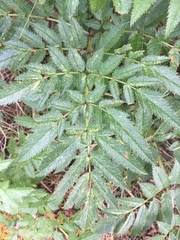 Image result for Physotrichia heracleoides