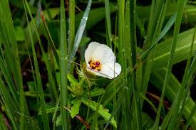 Image result for Kohautia confusa