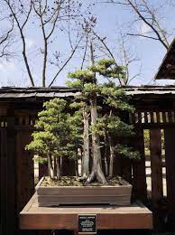 Find Your Own Zen Moment With Bountiful Bonsai In Fresno S Shinzen Friendship Garden Bonsai Forest Bonsai Tree Types Bonsai