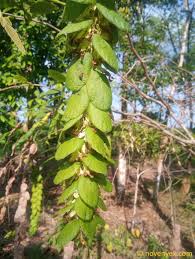 Image result for Flemingia