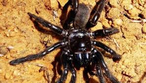 The Worlds Oldest Known Spider Has Died At Age 43 Smart