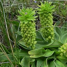 Image result for Eucomis autumnalis