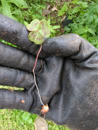 Image result for Orthochilus ruwenzoriensis