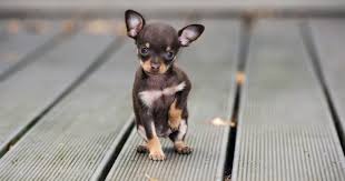 Top 10 Cutest Teacup Dogs That Can Fit In Your Pocket