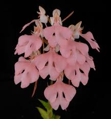 Image result for Habenaria tenuispica
