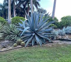 Image result for Agave americana