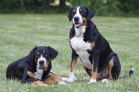 If you're considering adopting a greater swiss mountain dog puppy, make sure you understand this breed's special health considerations. Greater Swiss Mountain Dog Dog Breed Information
