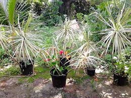 Vous trouverez à coup sûr la plante qui se plaira dans votre jardin, qui se mariera le mieux aux. Achetez Plantes Pour Jardin Occasion Annonce Vente A Ducos 97 Wb163782908