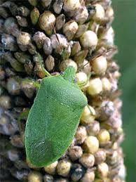 Elles apprécient les espaces sombres et se cachent dans les matelas et sommiers, les canapés, derrières les meubles, dans les fissures ou sous. Punaise Verte Ses Degats Et Comment Lutter En Bio