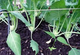 Kohlrabi grows well in most u.s. How To Grow Kohlrabi At Home Growing Kohlrabi