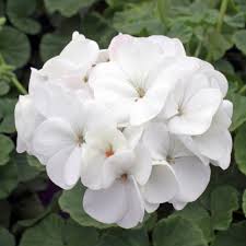 Image result for Pelargonium whytei