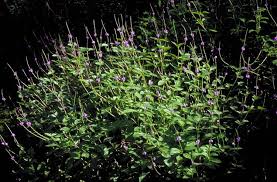 Image result for Stachytarpheta cayennensis