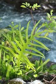 Image result for Microsorum scolopendria