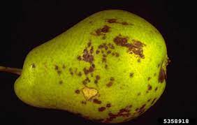 Summer pruning mainly takes place in mid summer (july and august in the northern hemisphere), but it's a one branch of my pear tree is so heavily laden with fruit and new growth that it is nearly touching the ground. Troubleshooting Common Diseases Of Pears How To Treat Sick Looking Pear Trees