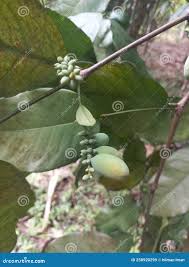 Image result for Gnetum