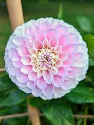 More Beautiful Dahlia Blooms in My Garden - The Martha Stewart Blog