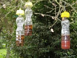 Il mio metodo naturale per proteggere gli alberi da frutto dalla mosca. Trappole Alimentari Per Insetti Terra Nuova