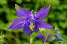 Select your state to view the common weeds found where you garden. 36 Common Garden Weeds Your A To Z Guide Practical Home Uk