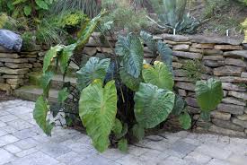 The elephant ear can be grown in a middle area of the pond or on the edge and only partially submerged. Colocasia Esculenta Caladium Dasheen Elephant Ears Green Taro Malanga Taro North Carolina Extension Gardener Plant Toolbox