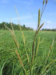Image result for Carex cyrtosaccus
