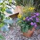Autumn Container Planting event in Yeovil