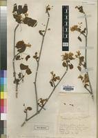 Image result for Burttia