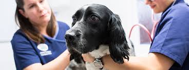 Clinical signs the signs that develop are caused by massive, often sudden, depletion in red blood cells or platelets. Anaemia In Dogs Causes Symptoms And Treatment My Family Vets