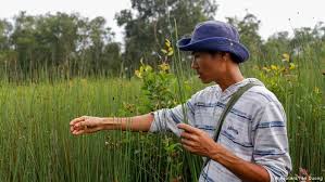 Did you know that grass and weeds more than 12 inches in height is considered an unsanitary condition and a code violation? Eco Drinking Straws Grass Is Greener All Media Content Dw 19 12 2019