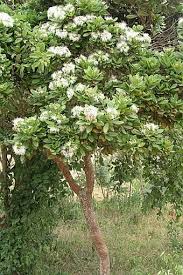 Image result for Capparis tomentosa