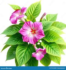 Image result for Ipomoea ephemera