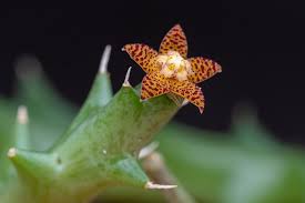 Image result for Orbea schweinfurthii