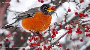 Robin üst kısmı dantel yırtmaçlı elbise ekru. American Robin Song Youtube