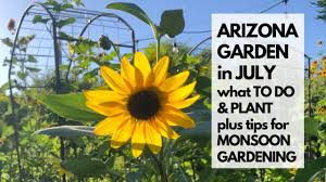We did not find results for: Arizona Garden In July What To Do Plant Plus Tips For Monsoon Gardening Youtube