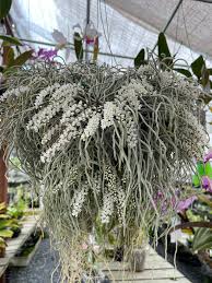 Image result for Microcoelia exilis