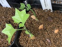 Image result for Cyclantheropsis parviflora