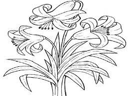 Gambar bunga lily untuk mewarnai bunga memang punya keindahan yang membuat kita lebih bersemangat dalam menghadapi hari hari. Mewarnai Gambar Bunga Bakung Gambar Ngetrend Dan Viral