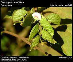 Image result for Flemingia strobilifera
