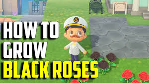 The mechanic in animal crossing pocket camp gets closer to reality, surprisingly enough. How To Grow Black Roses Black Roses Acnh Animal Crossing New Horizons Black Roses Black Roses Youtube