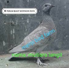 Most popular hd wallpapers for desktop / mac, laptop, smartphones and tablets with different resolutions. 23 Merpati Kolong Ideas Bird Birdf Prum