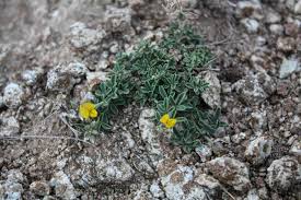 Image result for Argyrolobium