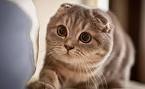 Bonniebluu Scottish Fold Munchkins aka Scottish Kilts and ...