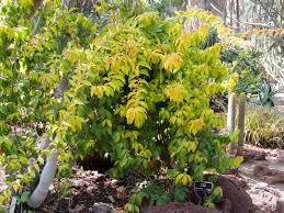 Image result for Pereskia aculeata