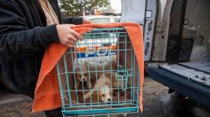 Check spelling or type a new query. Puppy Mill Brokers Dog Advocates Of Massachusetts