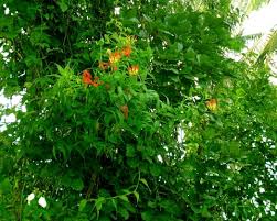 Image result for Gloriosa superba