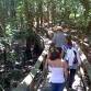 Fire Island Sunken Forest