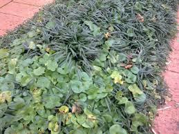 You won't want to miss our guide! How Can I Get Rid Of The Pennywort That Is Taking Over My Dwarf Mondo Grass Gardening Landscaping Stack Exchange