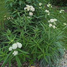 Image result for Asclepias albens