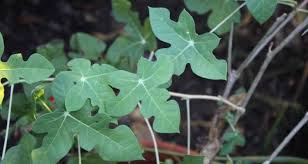 Image result for Manihot