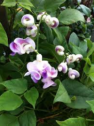 Image result for Cochliasanthus caracalla